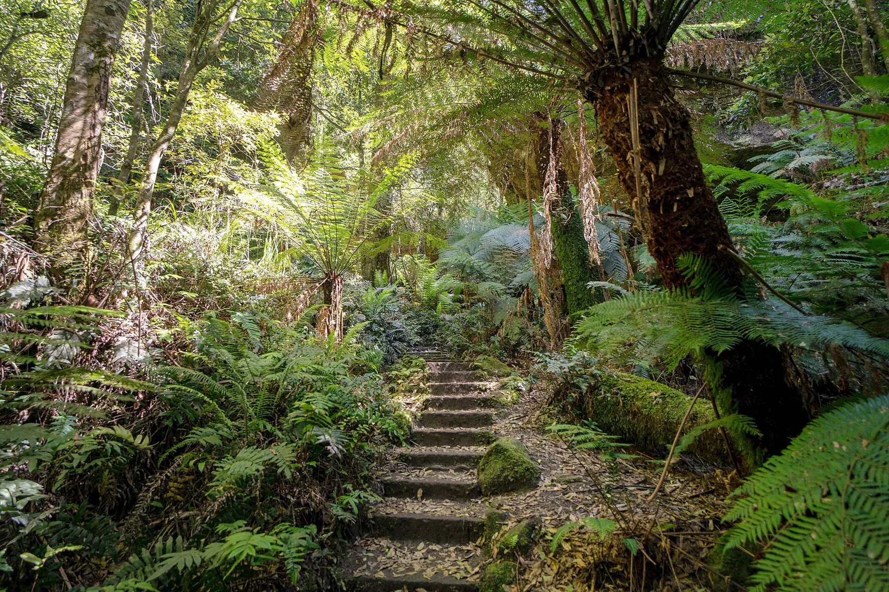 Stone steps and ferns on the Grand Canyon walking track near Blackheath in Australia’s Blue Mountains.