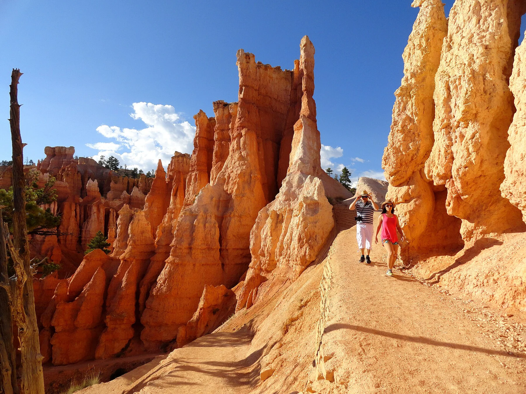 The Queen’s Garden Trail winds between Bryce Canyon’s orange hoodoos.