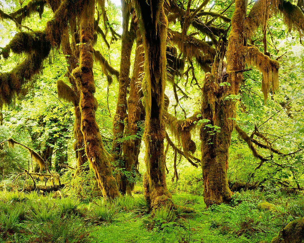 Moss-covered bigleaf maples in Olympic National Park’s Hoh Rainforest.