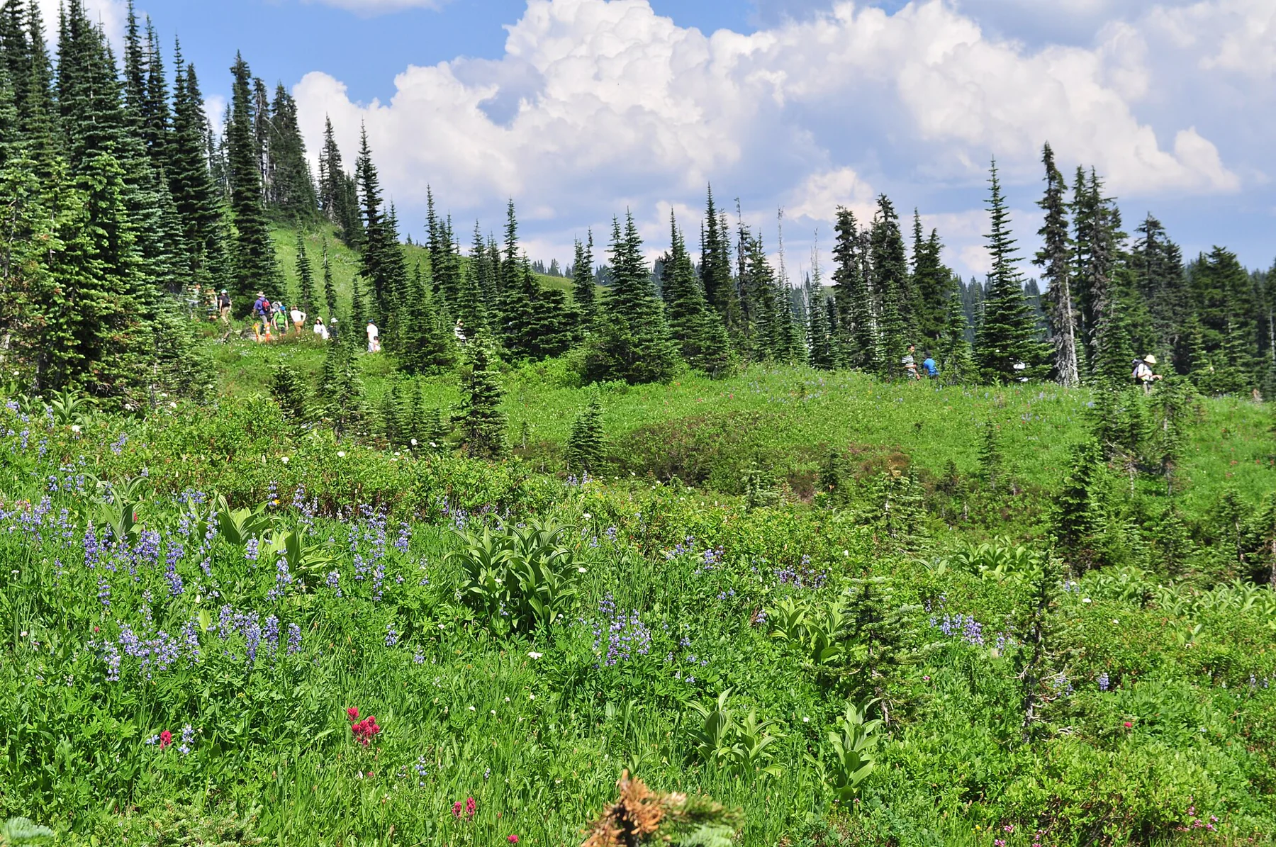 Summer wildflowers beside the Skyline Trail at Paradise, Mount Rainier National Park.