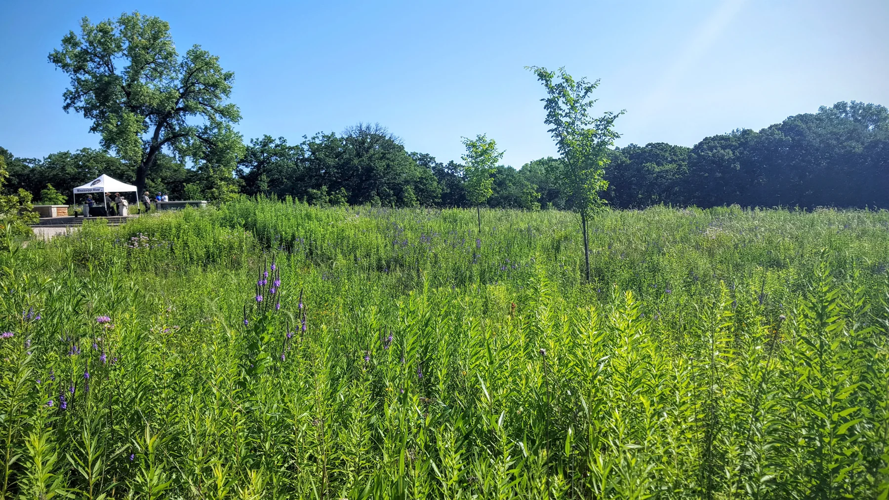 Planted prairie grasses on a summer day.