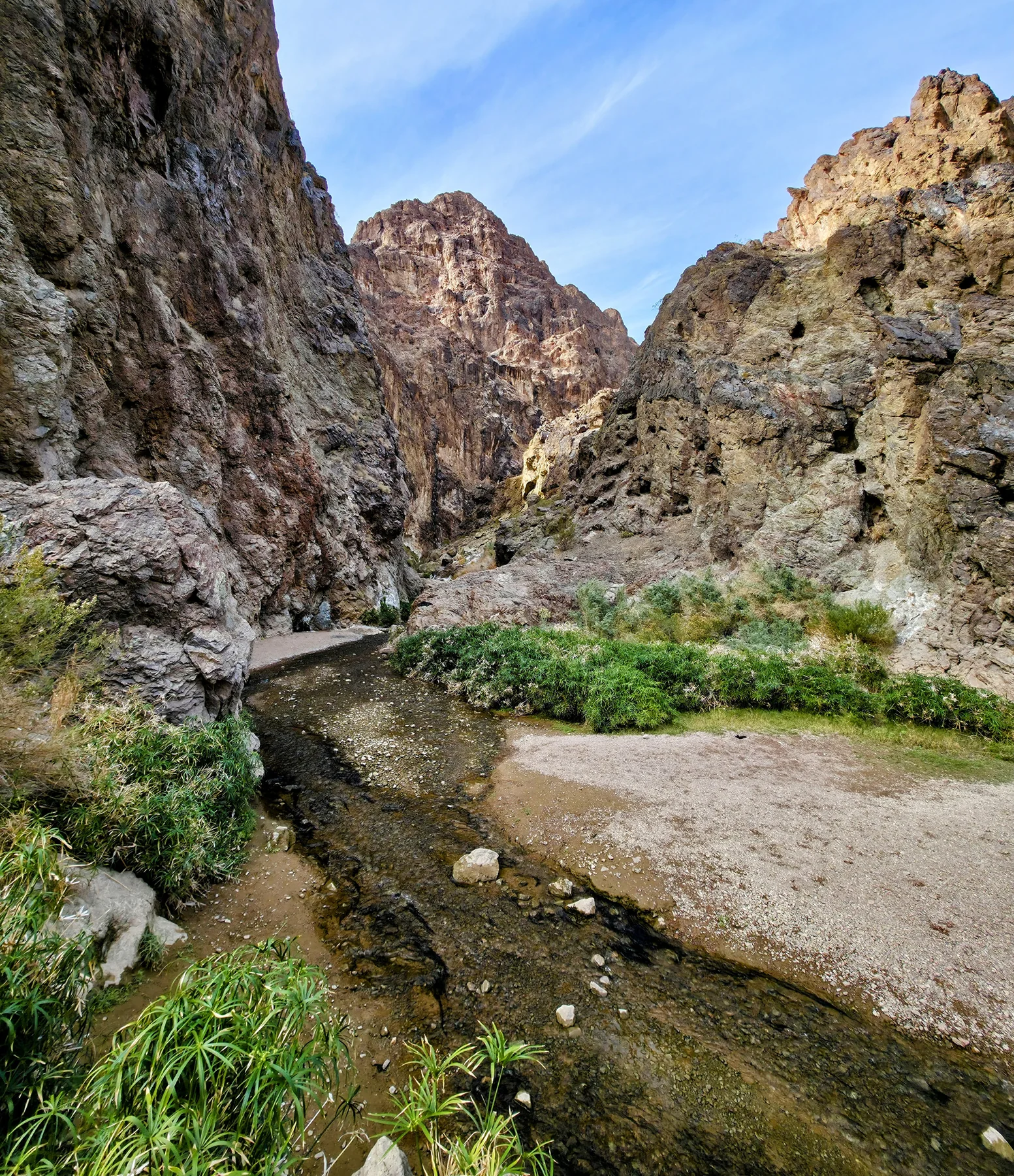 Stream and plants