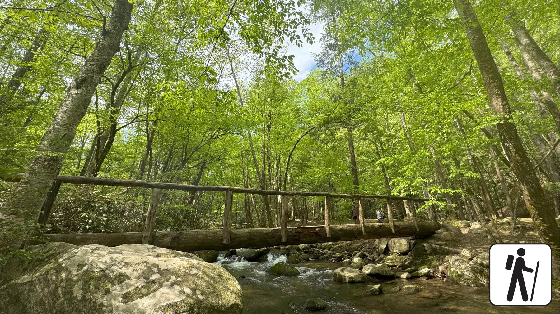 A half log footbridge over top of a stream in the forest.