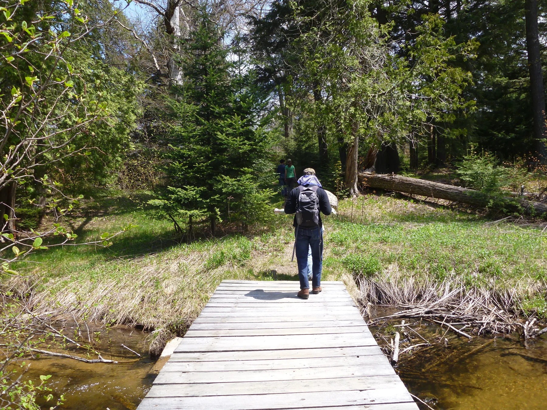 Day hiker walking across wooden bridge over shallow wetland.