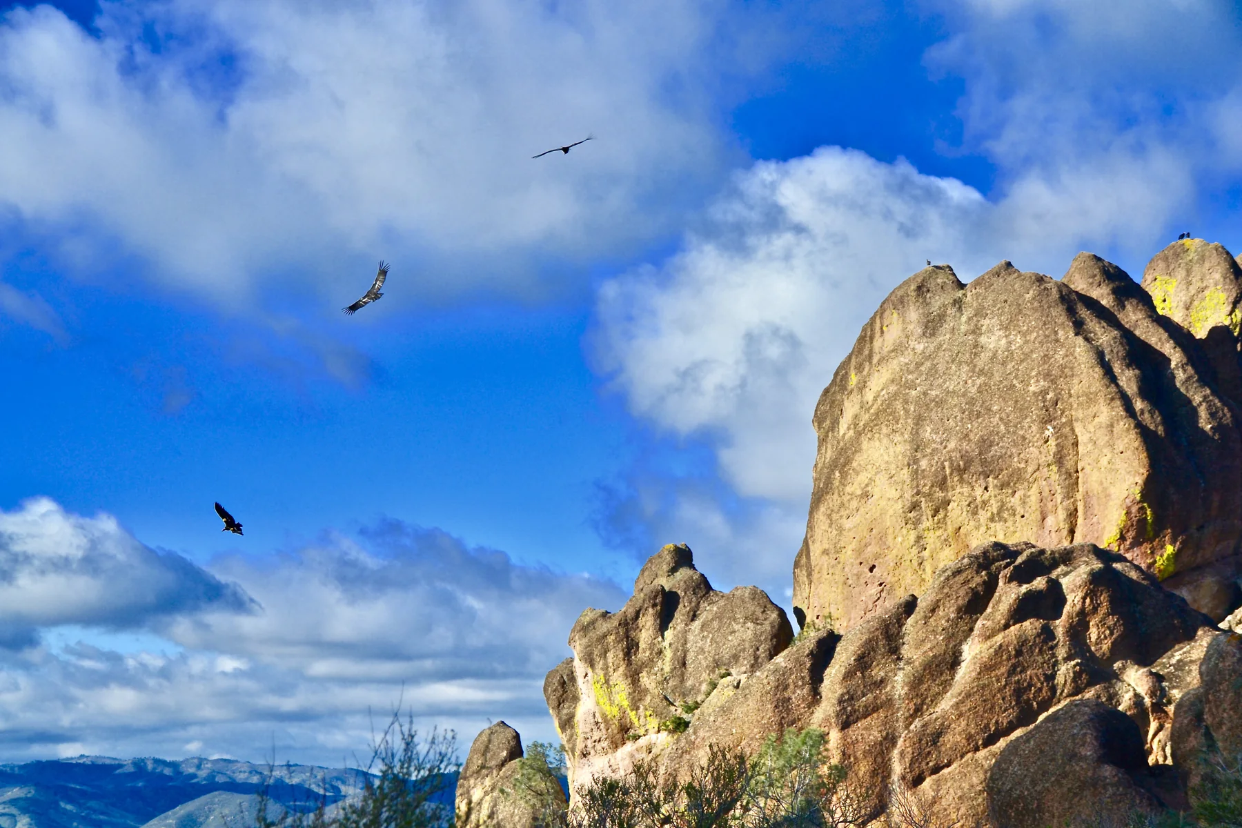 Condors flying above high peaks on a bright and cloudy morning.