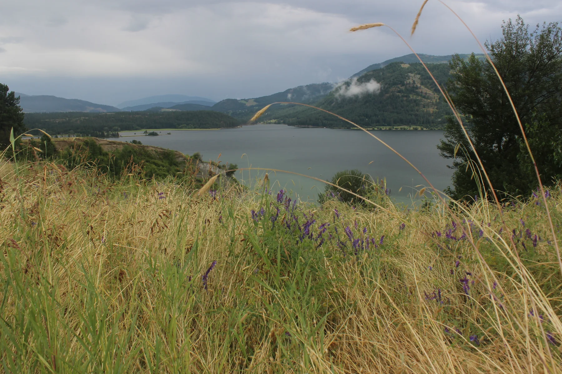 Long tall light tan grasses sway to the side in front of a large body of water with mountains behind