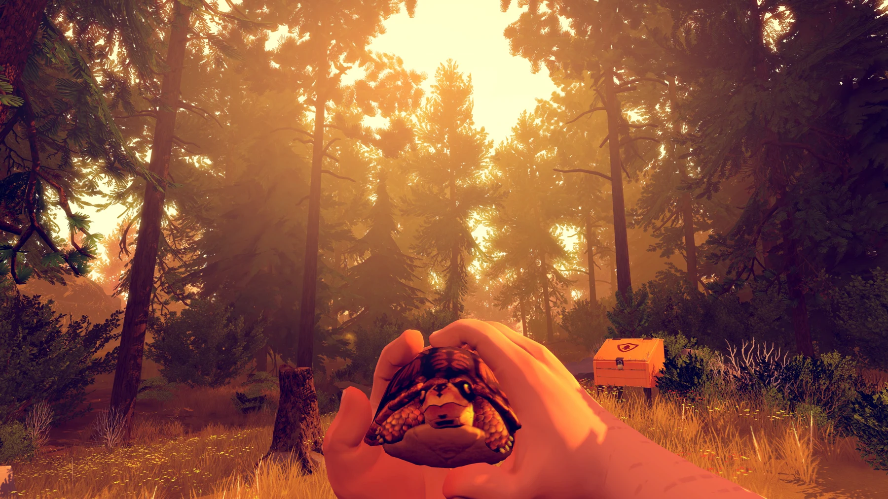 Henry holds a turtle in a sunlit forest in an official Firewatch screenshot.